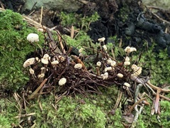 Marasmius wettsteinii