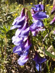 Vicia amoena