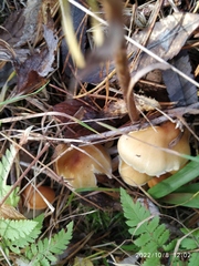 Agrocybe praecox