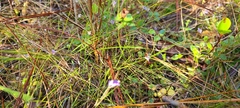 Burmannia biflora