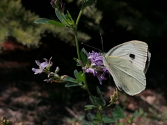 Pieris brassicae