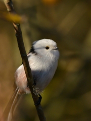Aegithalos caudatus caudatus