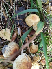 Agrocybe praecox