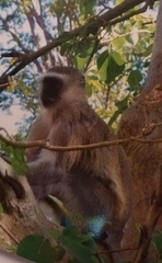 Chlorocebus pygerythrus pygerythrus