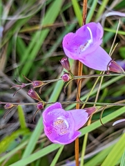 Agalinis filifolia