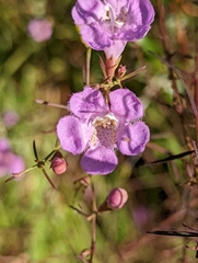 Agalinis filifolia