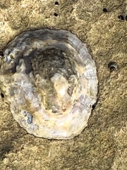 Patella rustica