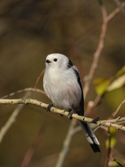 Aegithalos caudatus caudatus