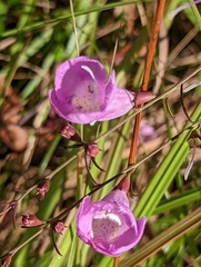 Agalinis filifolia