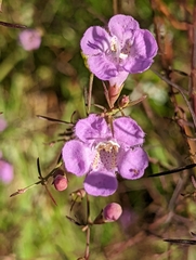 Agalinis filifolia