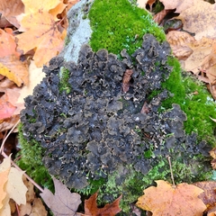 Peltigera evansiana