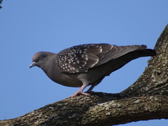 Patagioenas maculosa