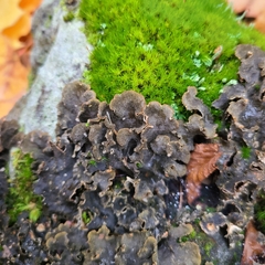 Peltigera evansiana