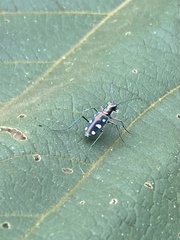 Cosmodela aurulenta