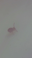 Dicyrtomina