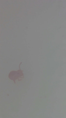 Dicyrtomina