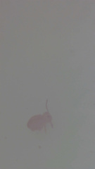 Dicyrtomina