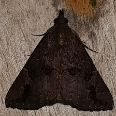 Hypena