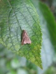 Dactylioglypha tonica