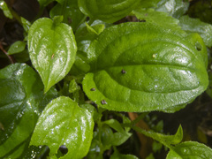 Hackelia latifolia