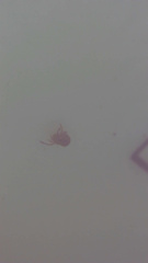 Dicyrtomina