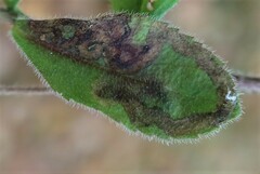 Phytomyza crassiseta