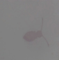 Dicyrtomina
