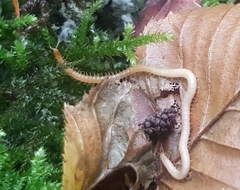 Haplophilus subterraneus