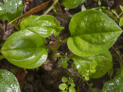 Hackelia latifolia