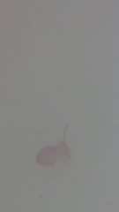 Dicyrtomina