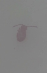 Dicyrtomina