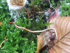 Haplophilus subterraneus