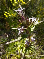 Gentianella amarella acuta