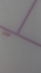 Dicyrtomina