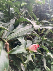 Costus