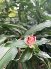Costus