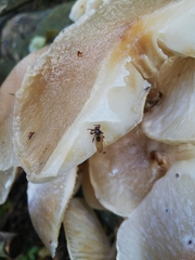 Hippoboscidae