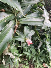 Costus