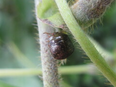 Megacopta punctatissima