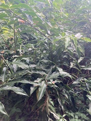 Costus