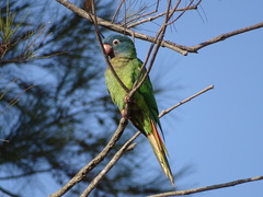 Thectocercus acuticaudatus