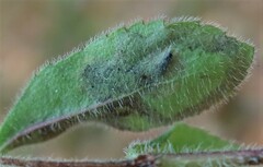 Phytomyza crassiseta