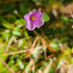Rhexia nuttallii