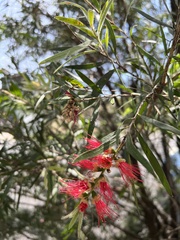 Melaleuca viminalis