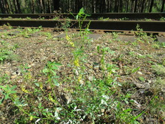 Melilotus suaveolens