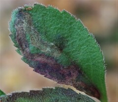 Phytomyza crassiseta