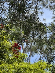 Melaleuca viminalis