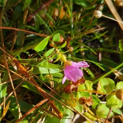 Rhexia nuttallii