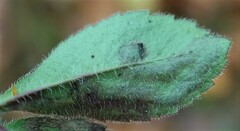 Phytomyza crassiseta