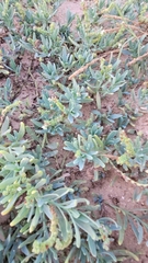 Heliotropium curassavicum